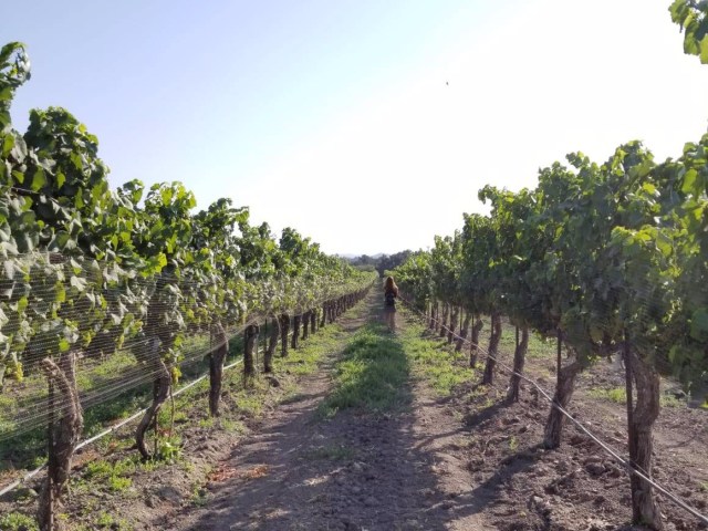 Fess Parker Winery & Vineyard - Los Olivos California